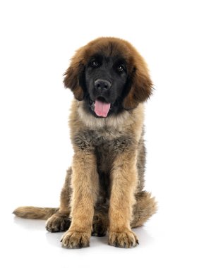 Beyaz arka planda köpek yavrusu Leonberger