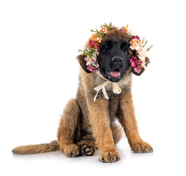 Beyaz arka planda köpek yavrusu Leonberger