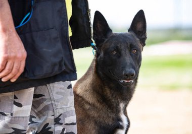 Genç Belçikalı çoban köpeği doğada güvenlik eğitimi alıyor.