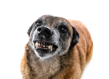 Beyaz arka planda Belçikalı çoban