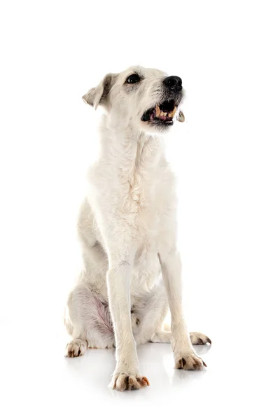 Parson Russell Terrier Fehér Háttér Előtt — Stock Fotó