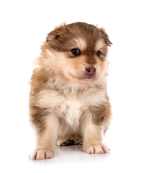 Cachorro Finlandês Lapphund Frente Fundo Branco — Fotografia de Stock