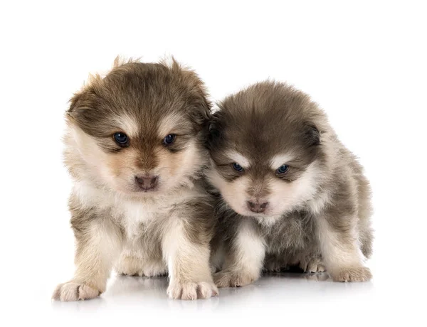 Cachorros Finlandeses Lapphunds Delante Fondo Blanco —  Fotos de Stock