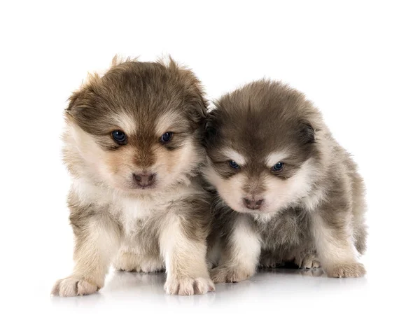 Cachorros Finlandeses Lapphunds Delante Fondo Blanco — Foto de Stock