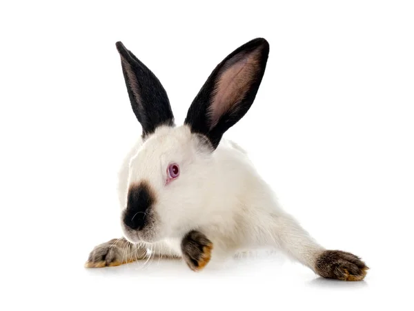 Californian Rabbit Front White Background —  Fotos de Stock