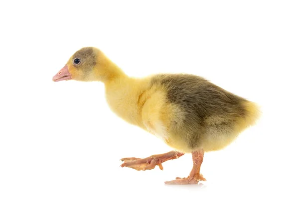 Young Gosling Front White Background — Stock Photo, Image