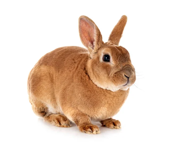 Rex Kaninchen Vor Weißem Hintergrund — Stockfoto