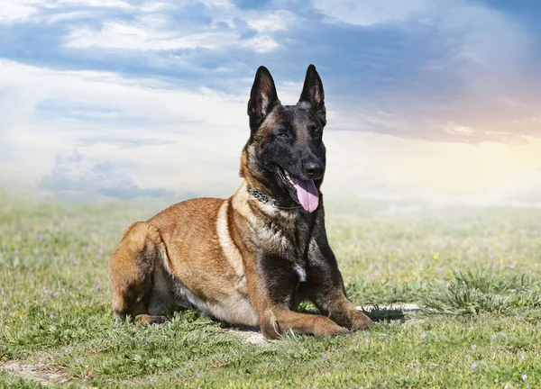 Young Belgian Shepherd Training Nature Security — Stock Photo, Image