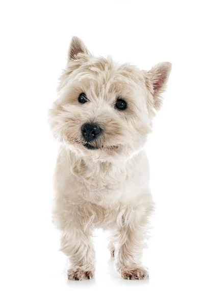 West Highland White Terrier Framför Vit Bakgrund — Stockfoto