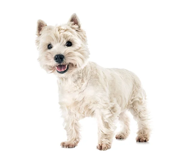 West Highland White Terrier Vor Weißem Hintergrund — Stockfoto