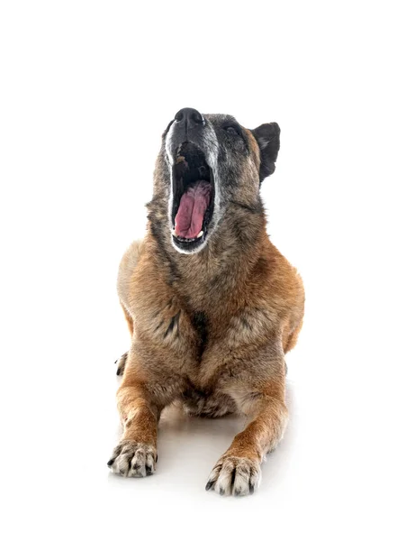 Belgischer Schäferhund Vor Weißem Hintergrund — Stockfoto