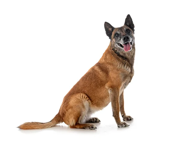 Belgian Shepherd Front White Background — Stock Photo, Image