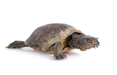 Beyaz arka plan önünde Avrupa gölet kaplumbağa