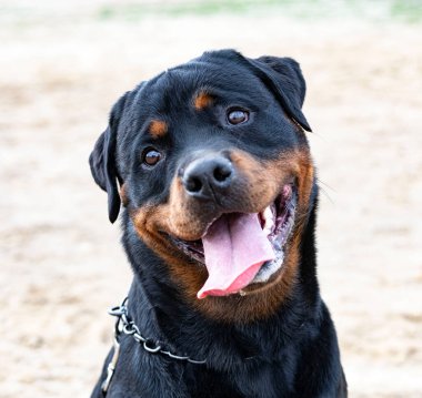 Yazın doğada bir Rottweiler portresi