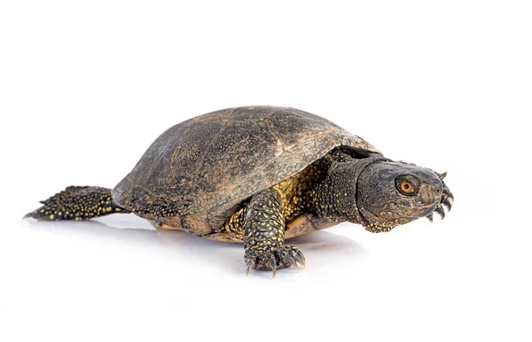 Beyaz Arka Plan Önünde Avrupa Gölet Kaplumbağa — Stok fotoğraf