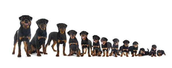 Cachorros Rottweiler Três Semanas Sete Meses Frente Fundo Branco — Fotografia de Stock