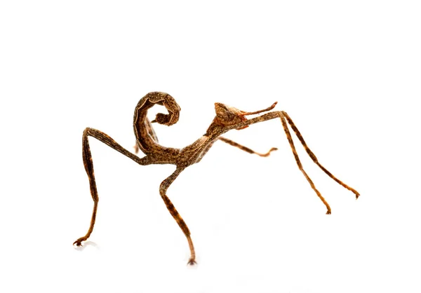 Stick Insect Voor Witte Achtergrond — Stockfoto