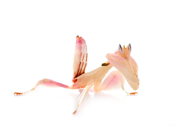 Hymenopus Coronatus Front White Background — Zdjęcie stockowe