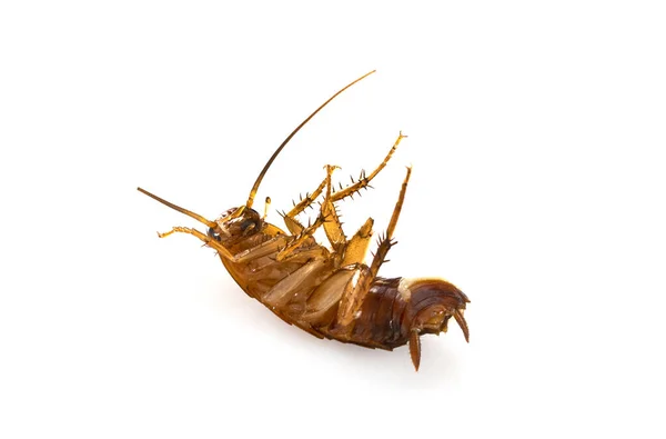 Dead Cockroach Front White Background — Photo
