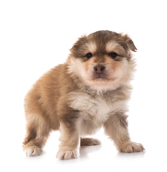 Welpe Finnischer Lapphund Vor Weißem Hintergrund — Stockfoto