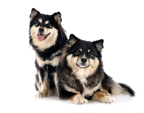 Suomen Lapphunds Edessä Valkoinen Tausta — kuvapankkivalokuva