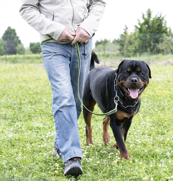 Genç Rottweiler koruma sporu ve polis eğitimi alıyor.