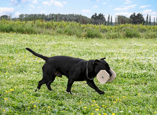 Young Staffordshire Bull Terrier Training His Holding Object — стоковое фото