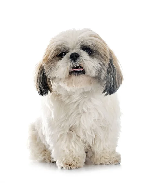 Shih Tzu Frente Fundo Branco — Fotografia de Stock