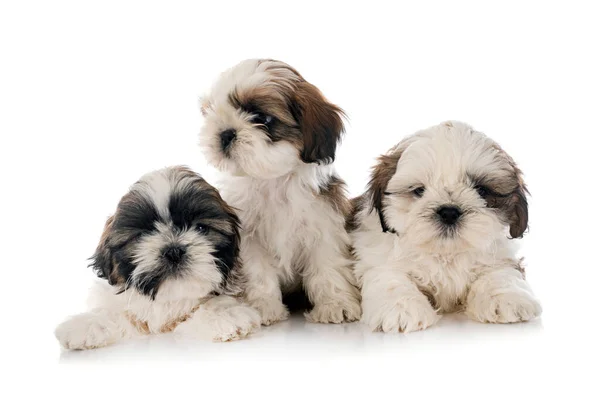 Cachorros Shih Tzu Delante Fondo Blanco — Foto de Stock