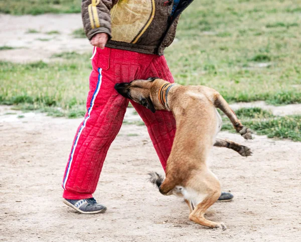 Genç Belçikalı çoban köpeği doğada güvenlik eğitimi alıyor.