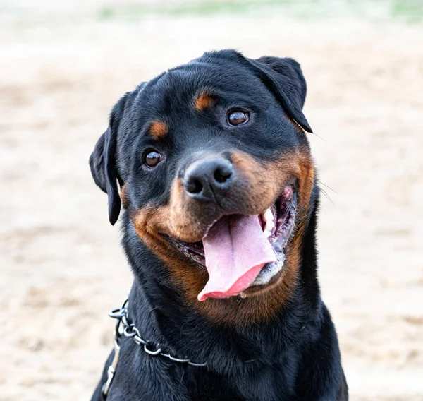 Portré Egy Rottweiler Természetben Nyáron — Stock Fotó