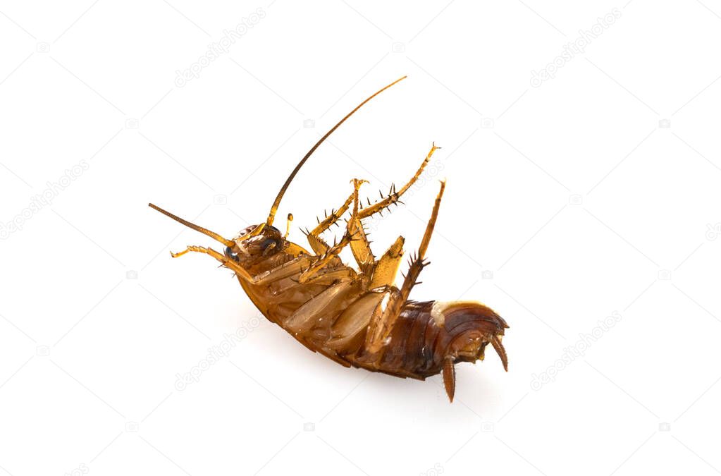 dead cockroach in front of white background