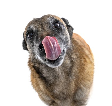 Beyaz arka planda Belçikalı çoban