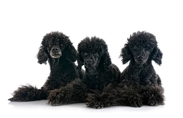 Black Poodles Front White Background — Fotografia de Stock