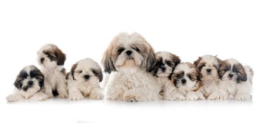 Shih Tzu ailesi beyaz arkaplan önünde