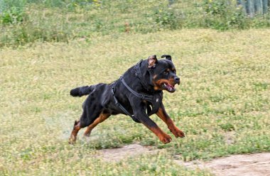 Genç Rottweiler koruma sporu ve polis eğitimi alıyor.