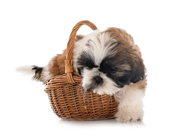 Kiskutya Shih Tzu Előtt Fehér Háttér — Stock Fotó