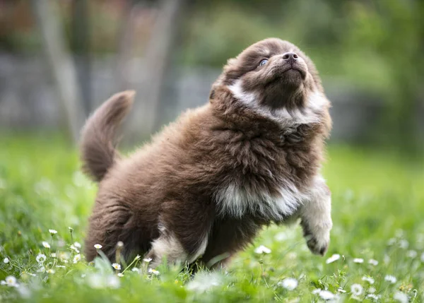 Puppy Finnish Lapphund Playing Garden — 스톡 사진