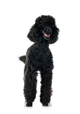 Beyaz arka planda siyah kaniş