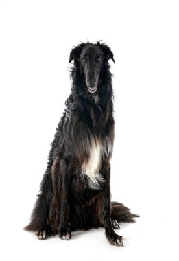 Genç borzoi beyaz arkaplanın önünde