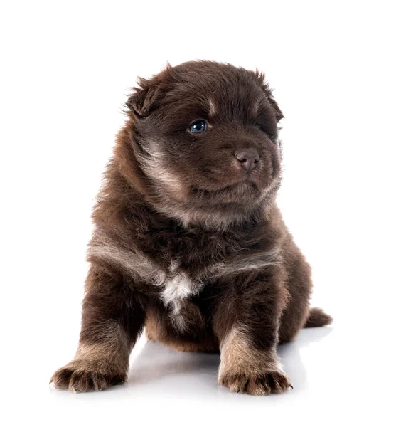 Pup Finse Lapphund Voorkant Van Witte Achtergrond — Stockfoto