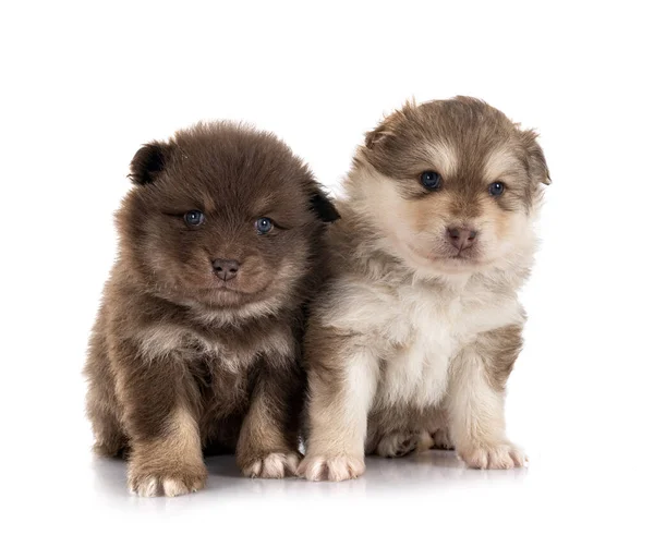 Cachorros Finlandeses Lapphunds Delante Fondo Blanco — Foto de Stock