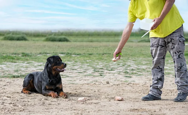 Młody Rottweiler Szkolenia Charakterze Odmowy Żywności — Zdjęcie stockowe