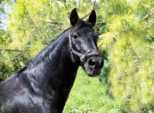 大自然中的黑色种马的肖像 — 图库照片