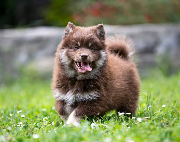 Szczeniak Fiński Lapphund Bawi Się Ogrodzie — Zdjęcie stockowe