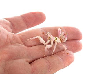beyaz arkaplan önünde hymenopus coronatus