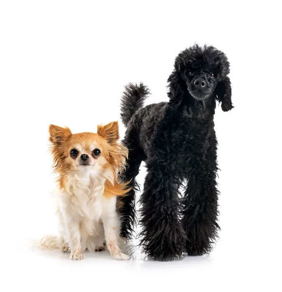 Black Poodle Chihuahua Front White Background — Stock Photo, Image