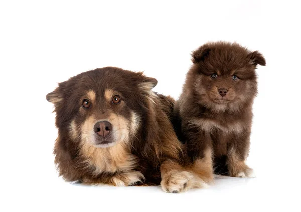 Pup Volwassen Finse Lapphund Voor Witte Achtergrond — Stockfoto