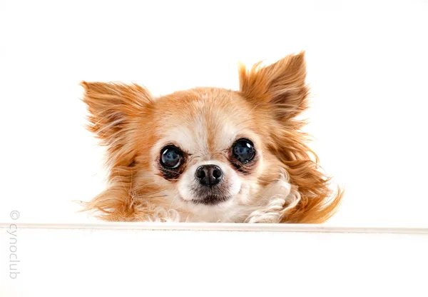 Little Chihuahua Front White Background — Stock Photo, Image