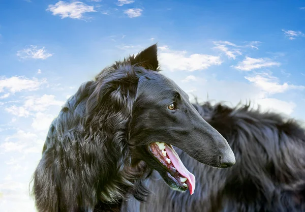 Young Black Borzoi Playing Garden Spring — Foto de Stock